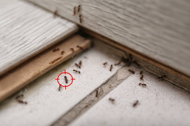 Best Spider Control Near Me  in Wilderness Rim, WA