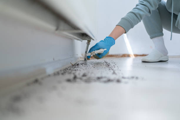 Best Affordable Pest Control Services  in Wilderness Rim, WA